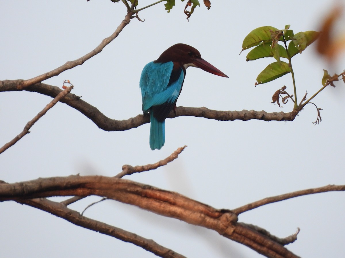 White-throated Kingfisher - ML646403670