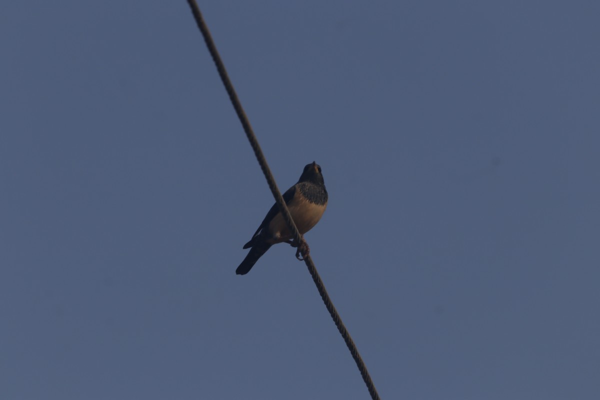 Rosy Starling - ML646403672