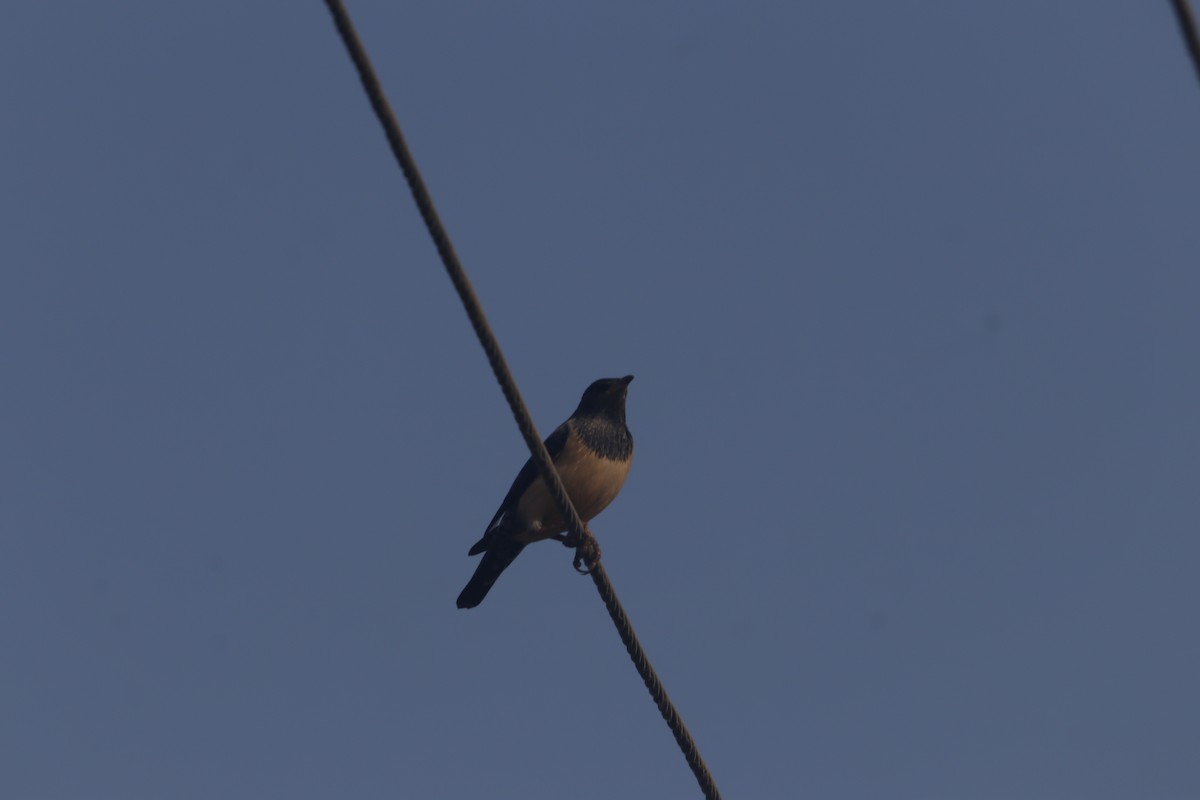 Rosy Starling - ML646403673