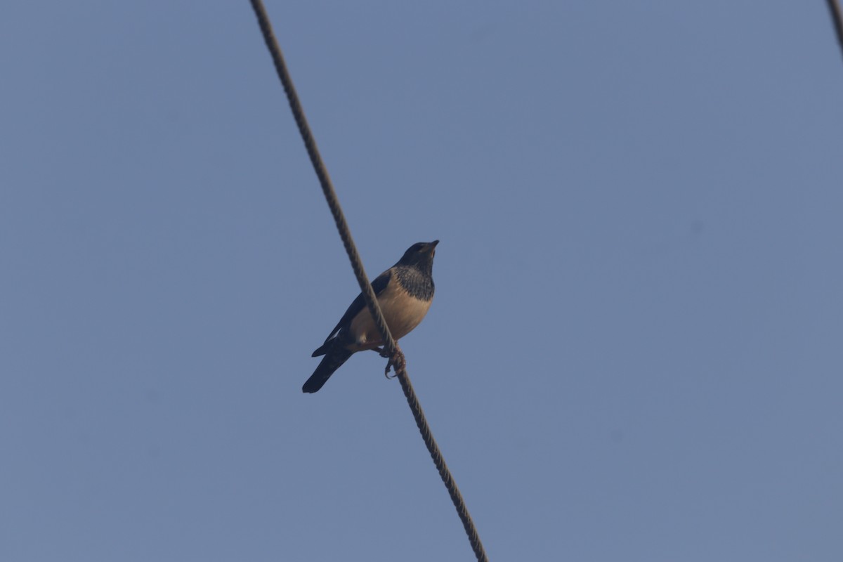 Rosy Starling - ML646403674