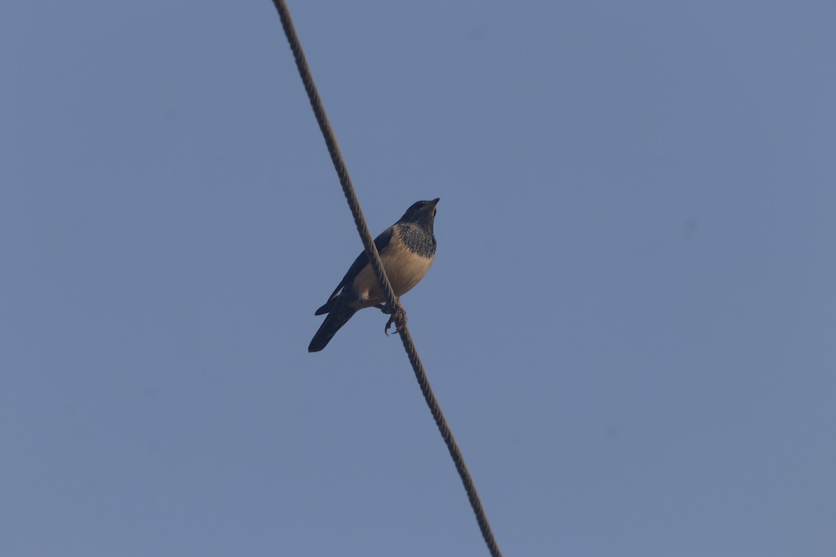 Rosy Starling - ML646403675
