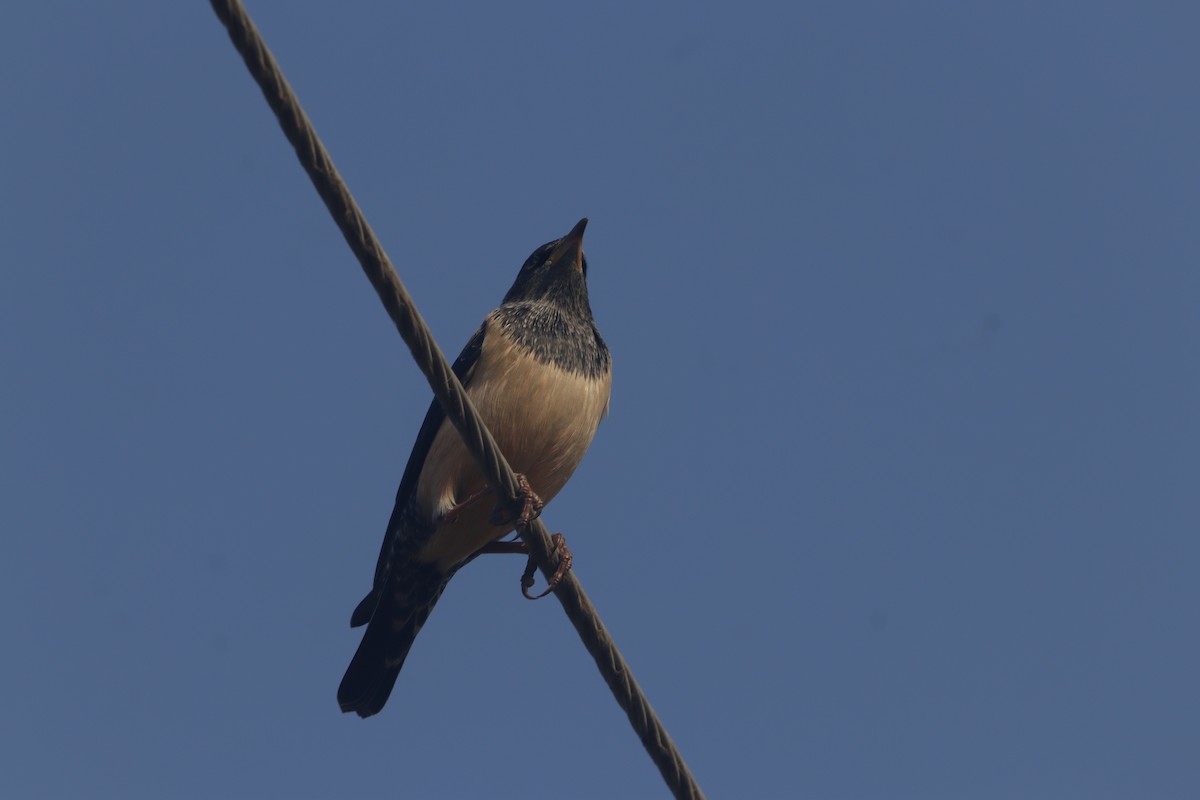 Rosy Starling - ML646403676