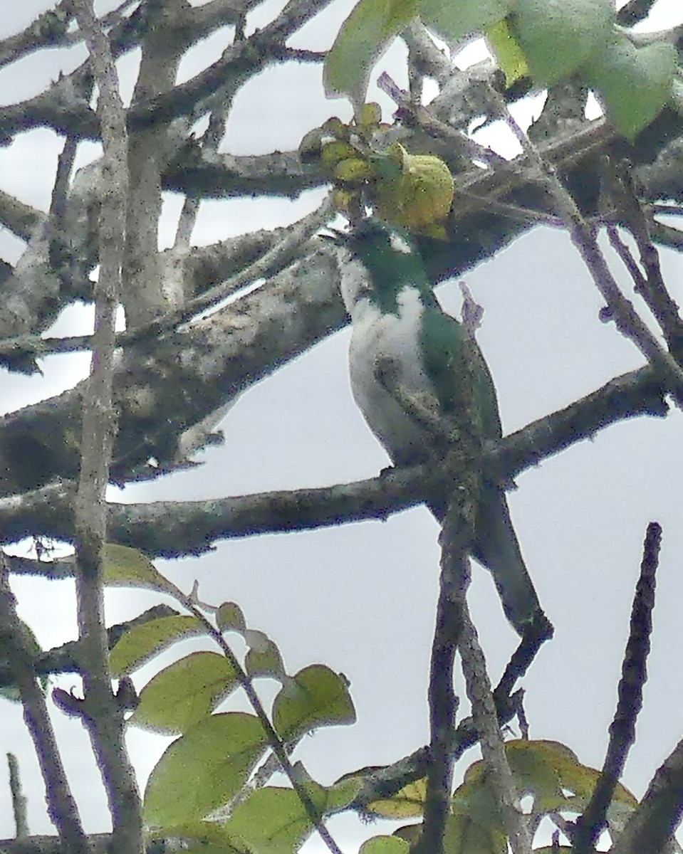 kukačka Klaasova - ML646403677