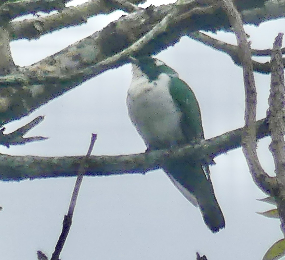 kukačka Klaasova - ML646403678