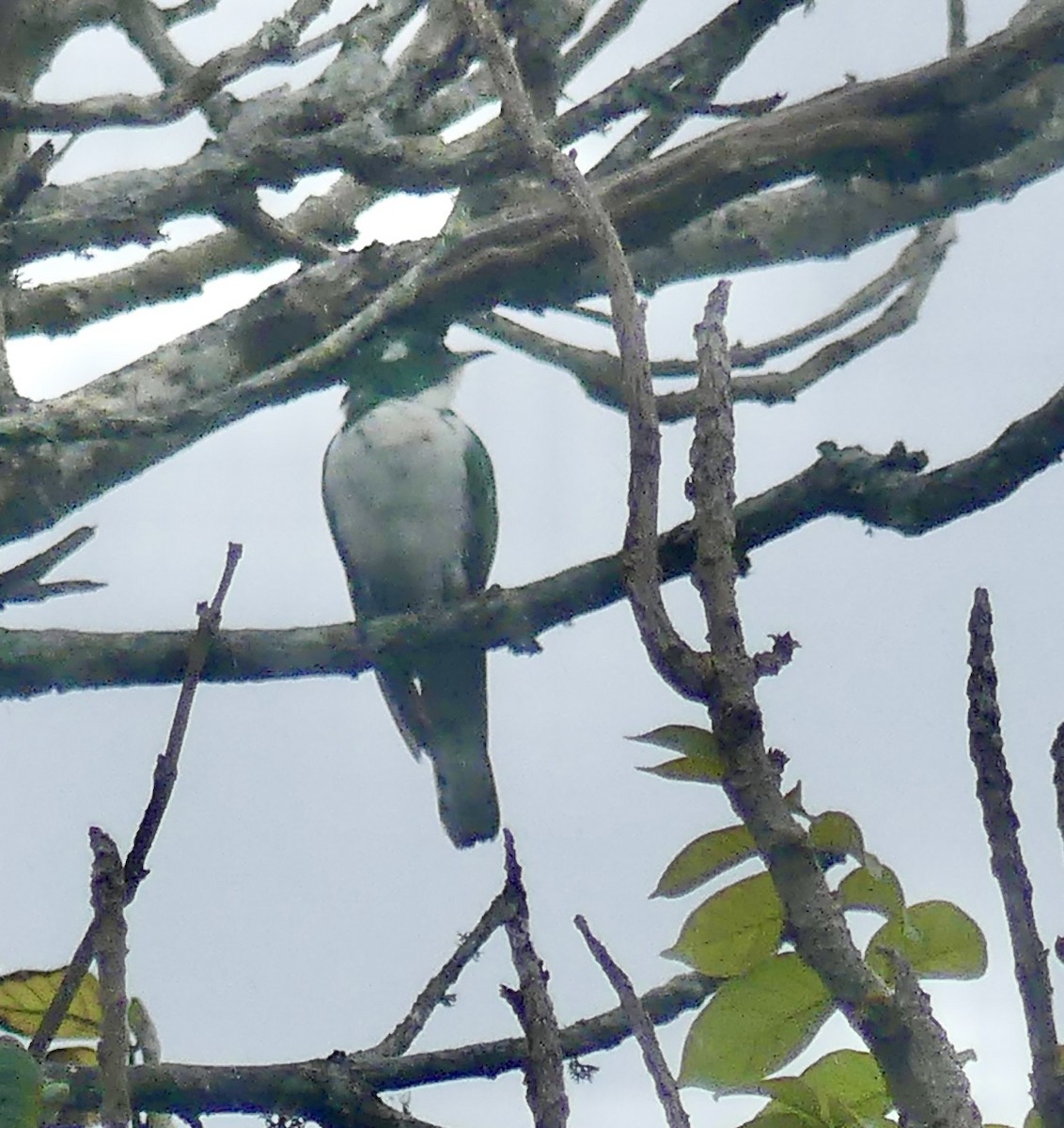 kukačka Klaasova - ML646403679