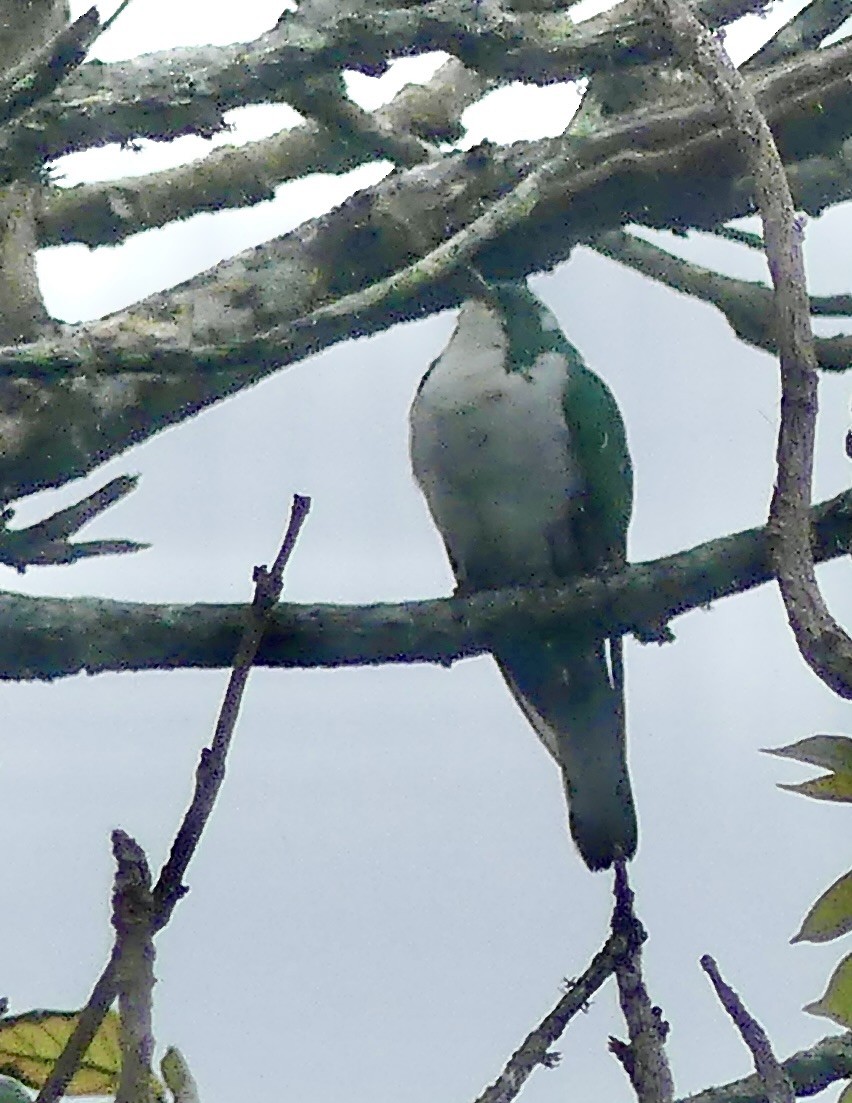 kukačka Klaasova - ML646403680