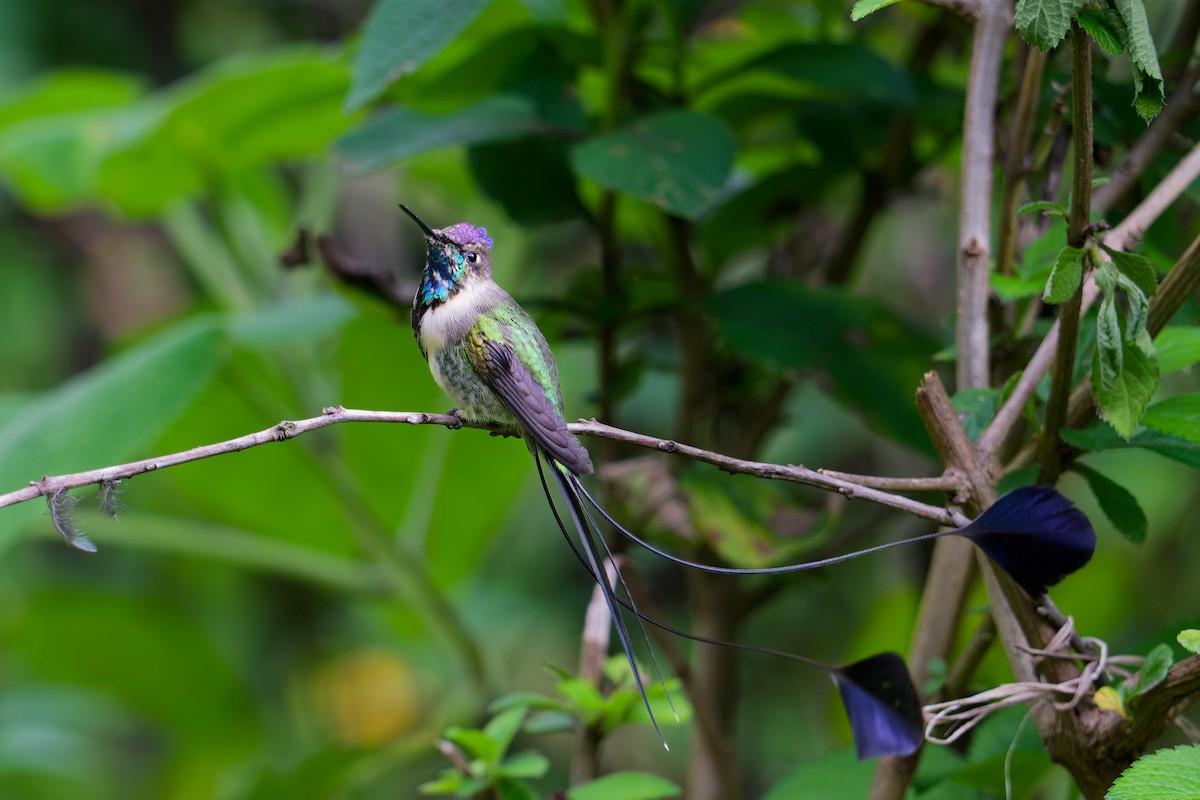 Marvelous Spatuletail - ML646403682
