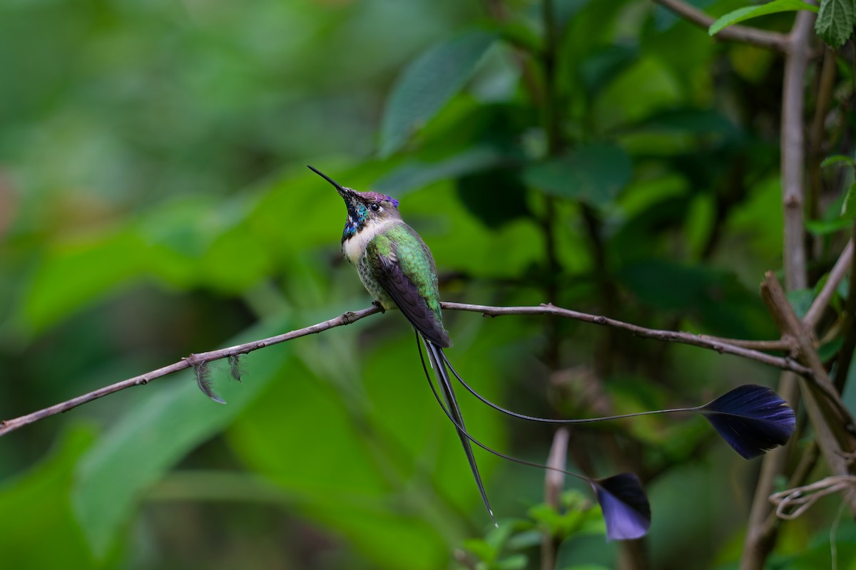 Marvelous Spatuletail - ML646403683