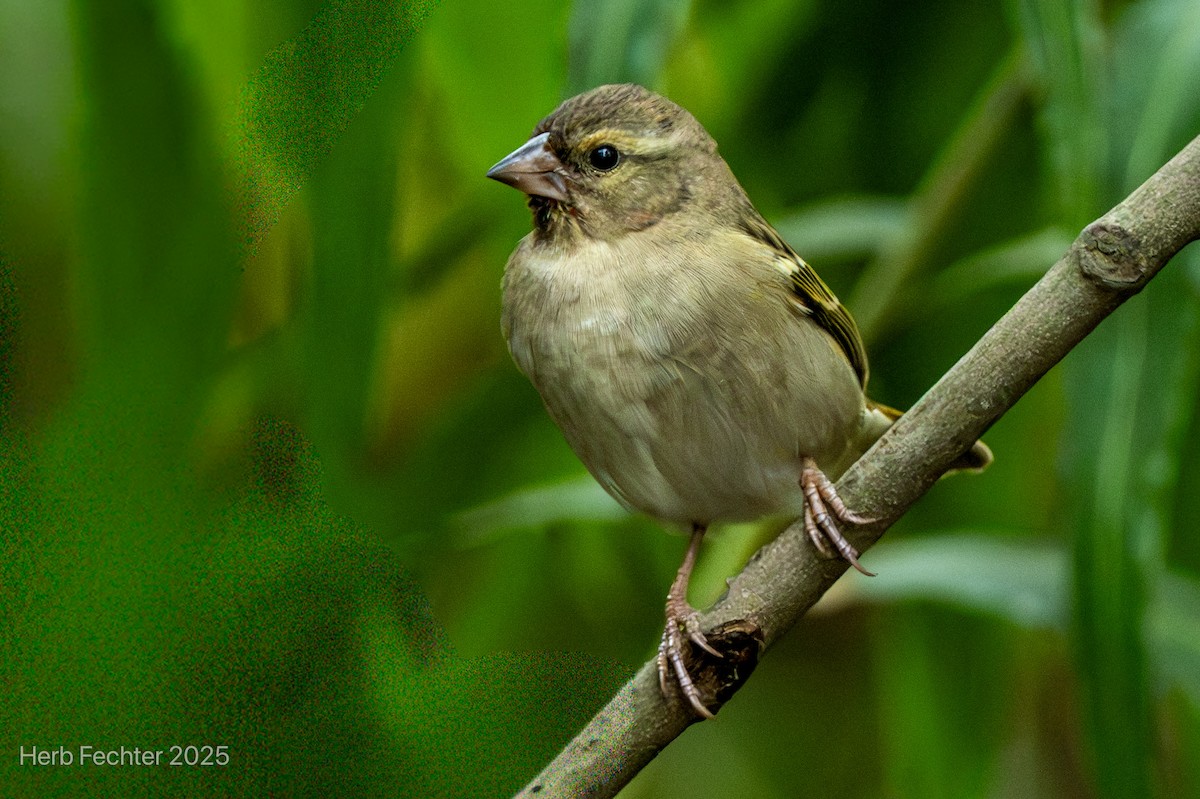 Red Fody - ML646403685