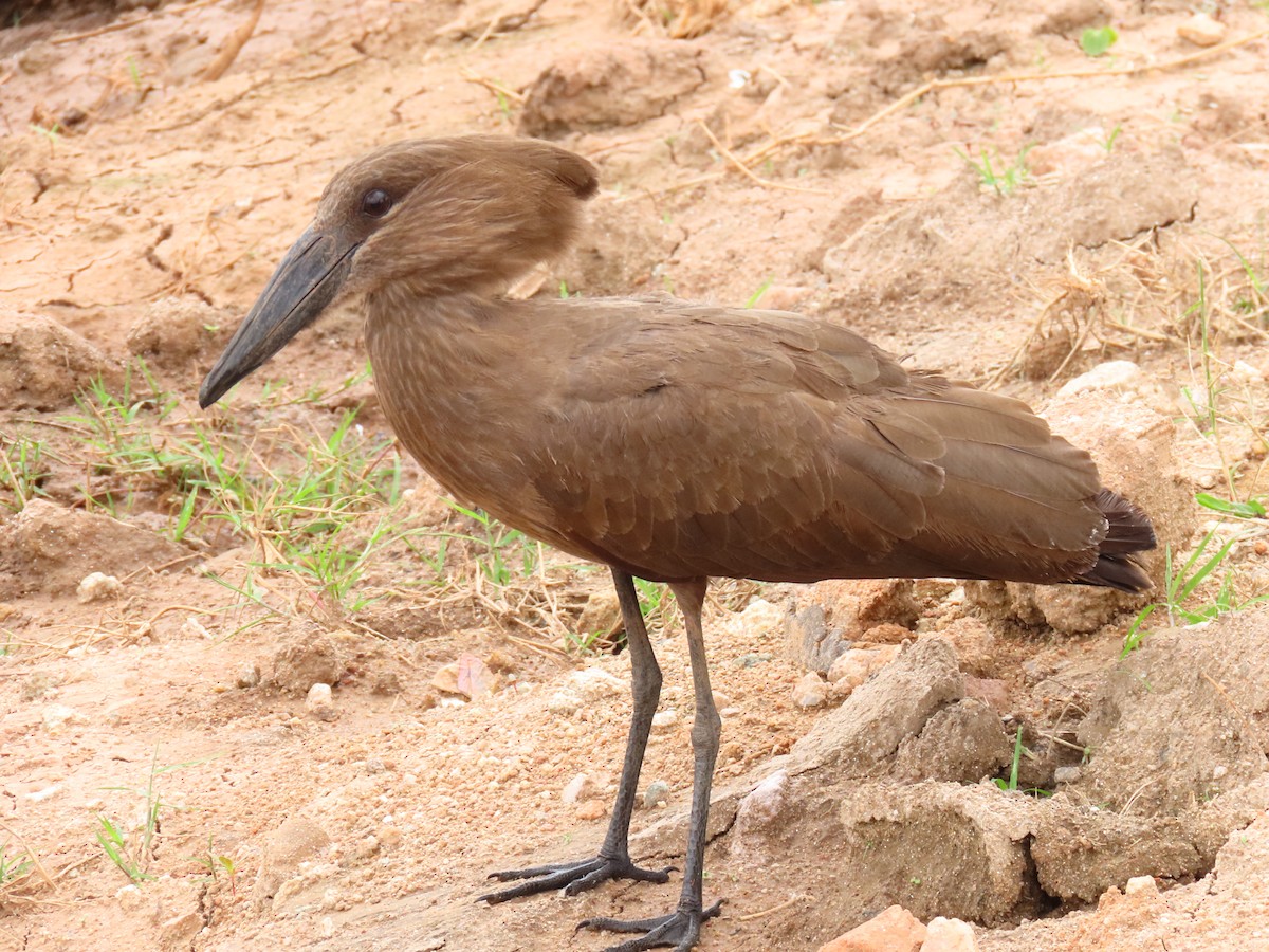 kladivouš africký - ML646403688