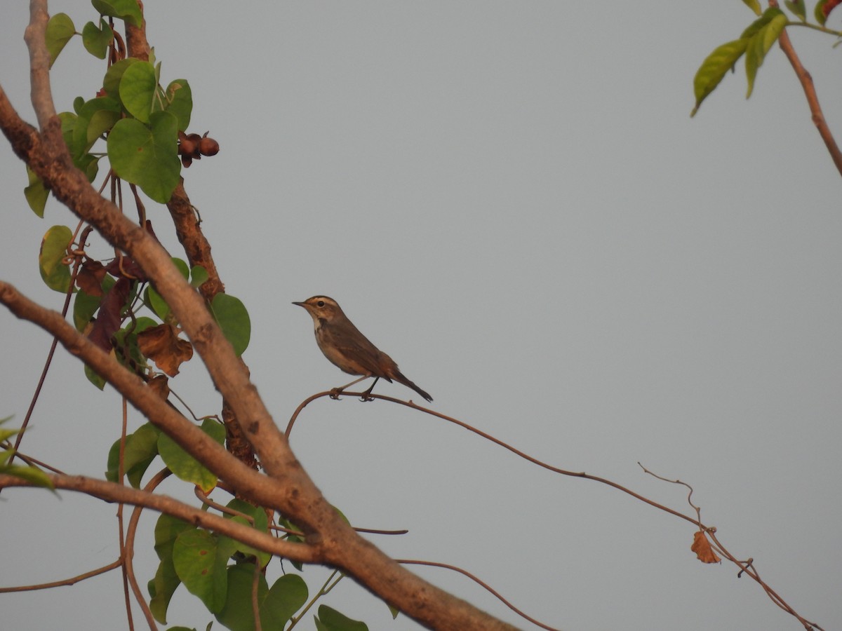 Bluethroat - ML646403693