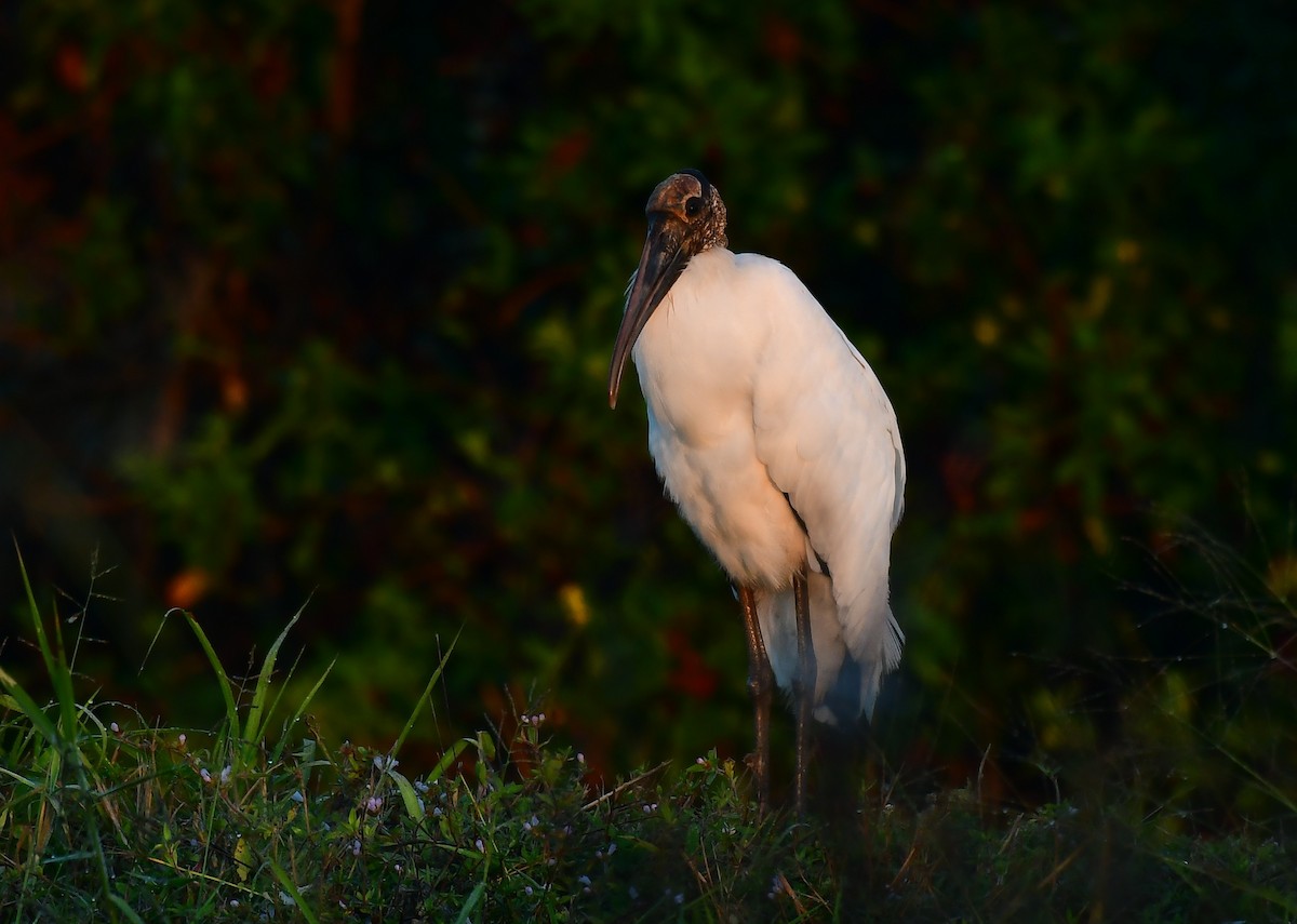 Wood Stork - ML646403696