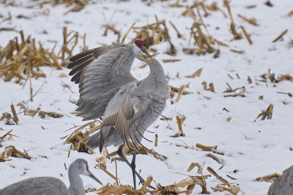 Sandhill Crane - ML646403697