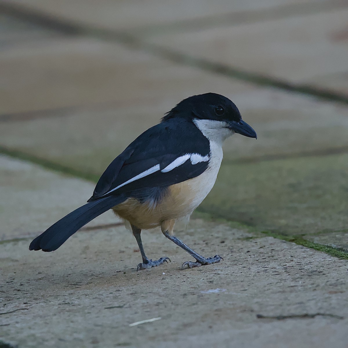 Southern Boubou - ML646403698
