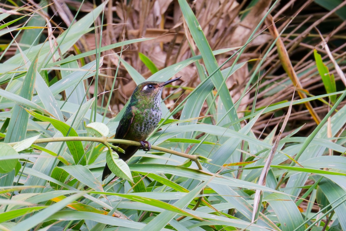 Mountain Avocetbill - ML646403701