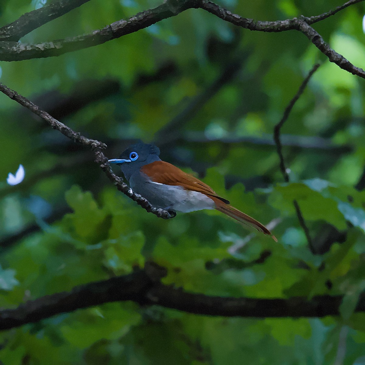 חטפית גן-עדן אפריקנית - ML646403703
