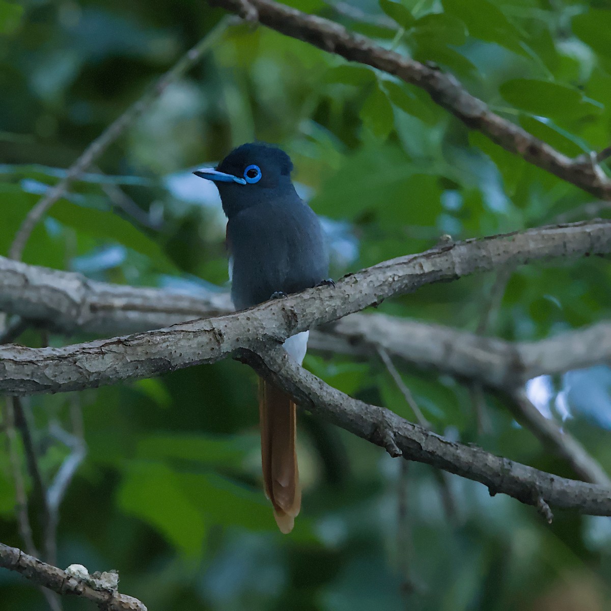 חטפית גן-עדן אפריקנית - ML646403704