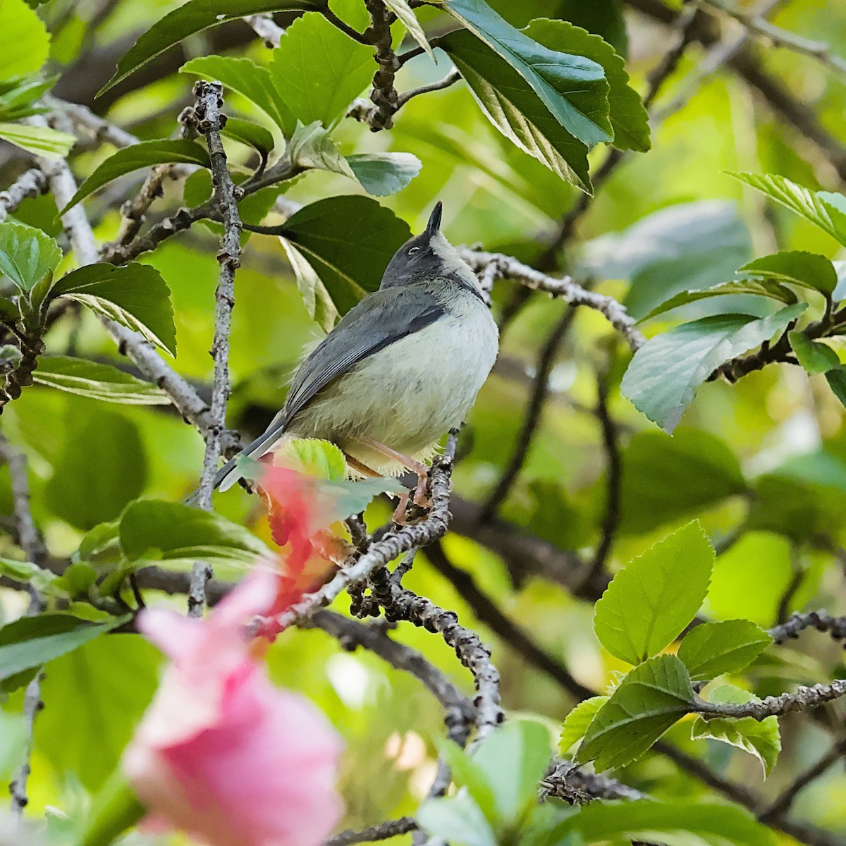 Bar-throated Apalis - ML646403706
