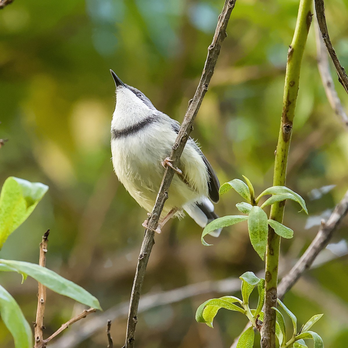 Bar-throated Apalis - ML646403707