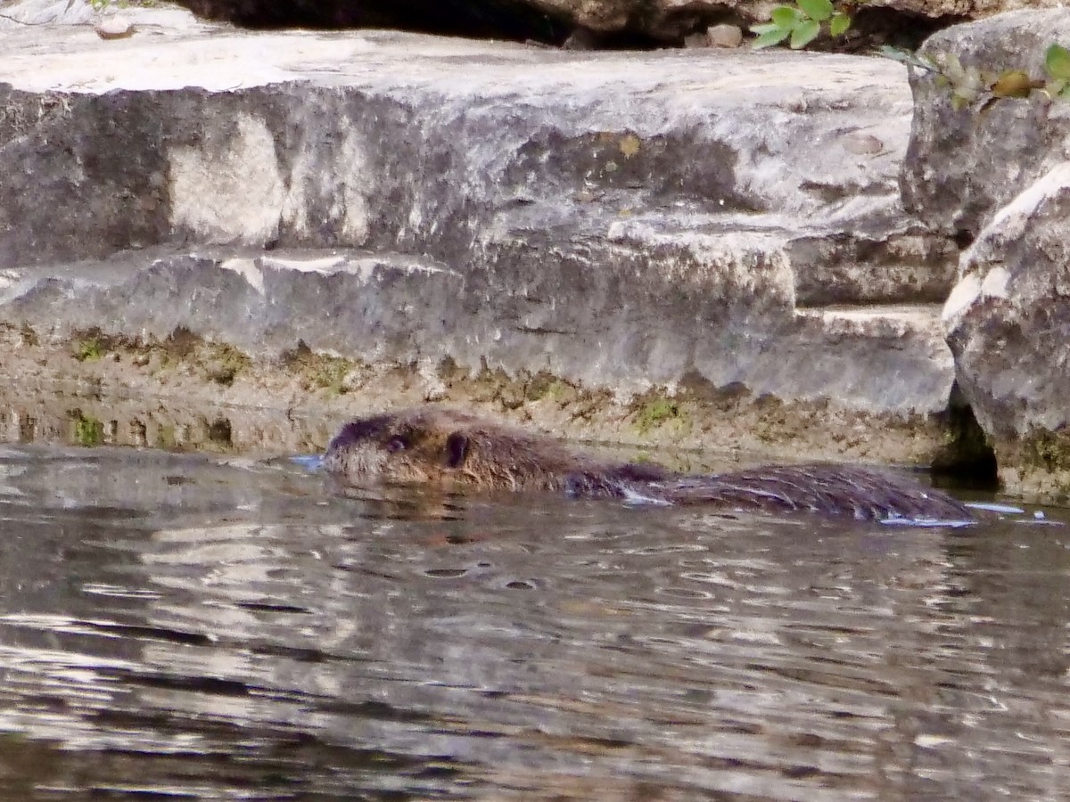 American Beaver - ML646403708