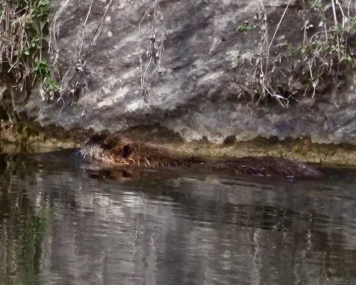 American Beaver - ML646403709