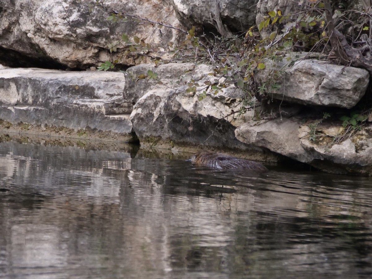 American Beaver - ML646403710