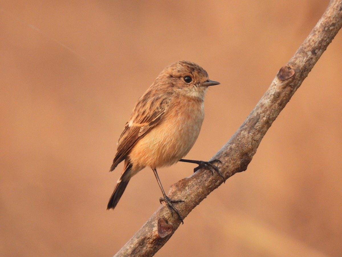 Siberian Stonechat - ML646403711