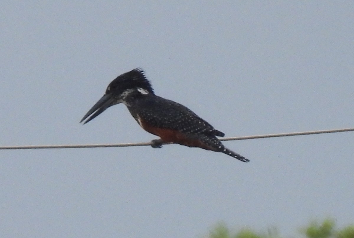 Giant Kingfisher - ML646403713