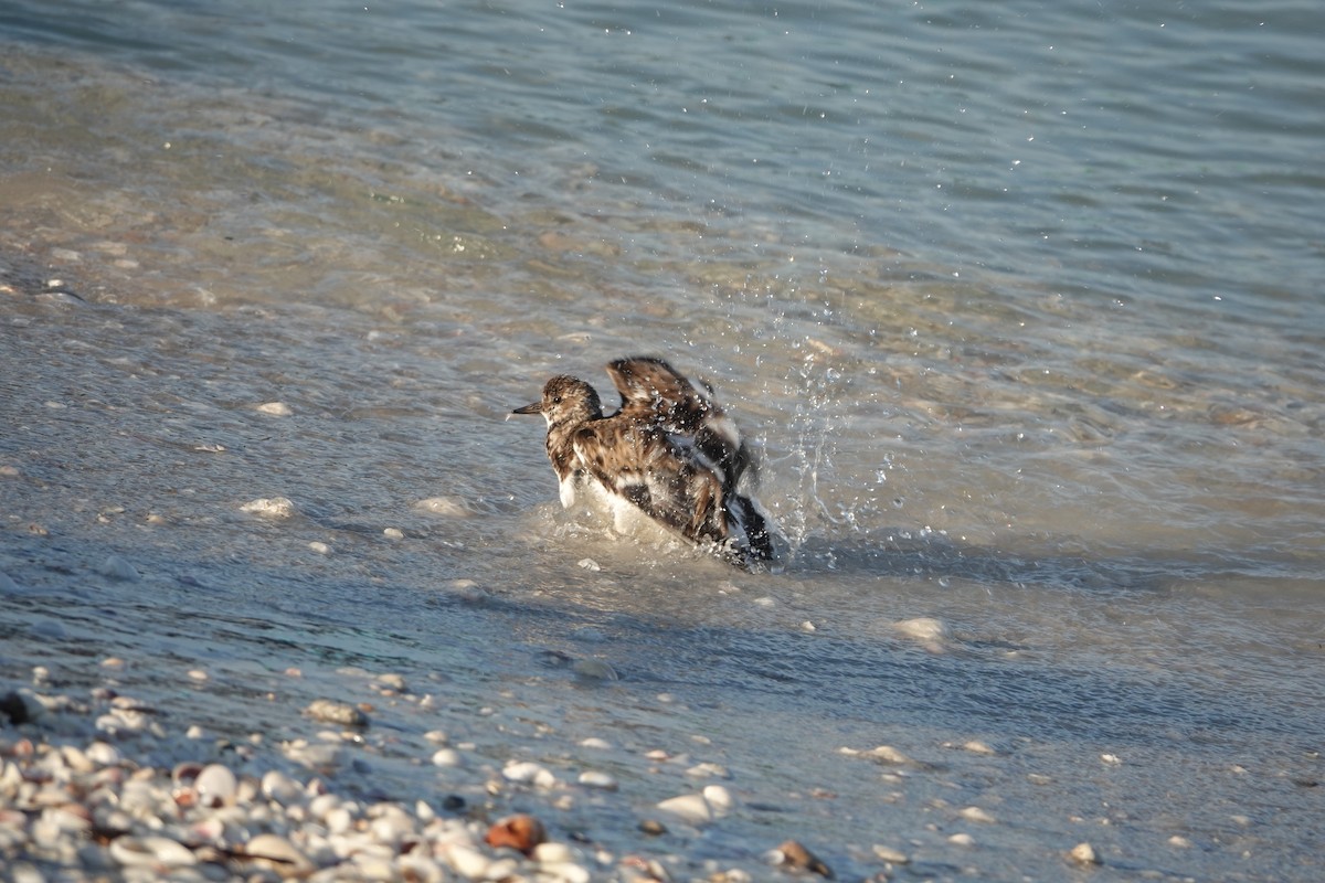Ruddy Turnstone - ML646403714