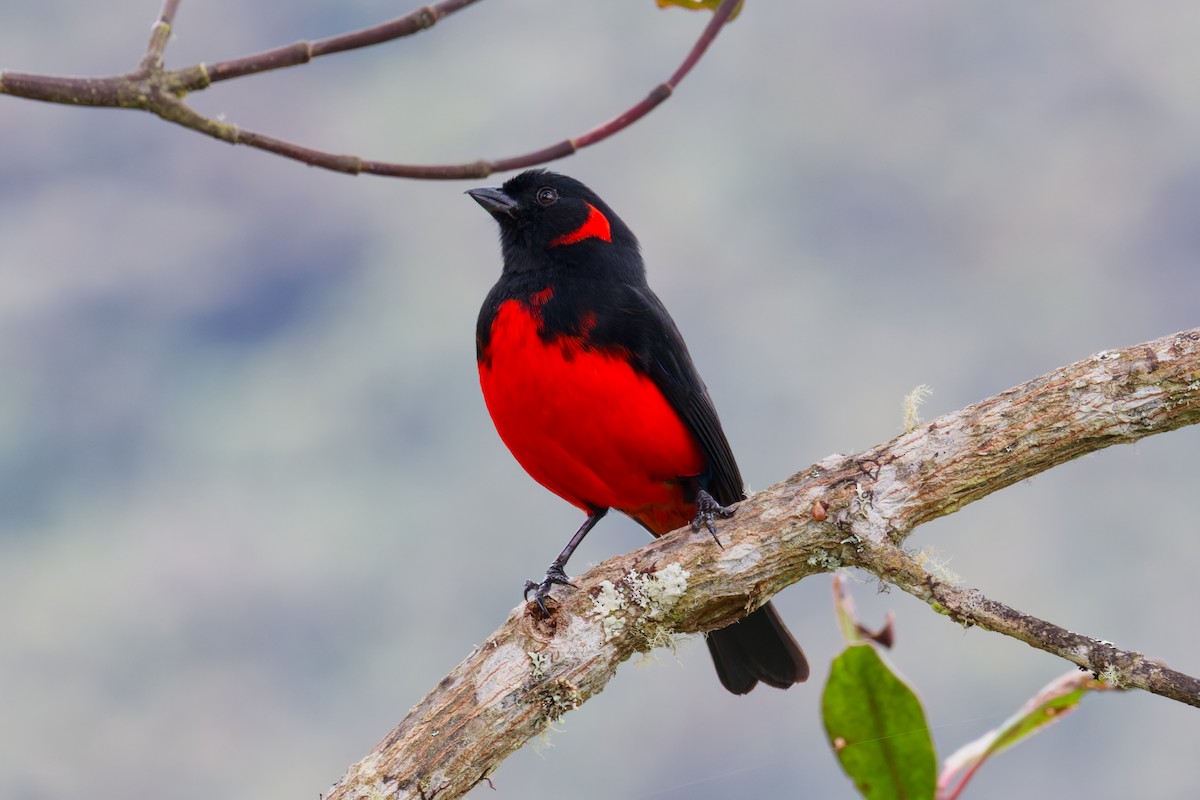 Scarlet-bellied Mountain Tanager - ML646403715