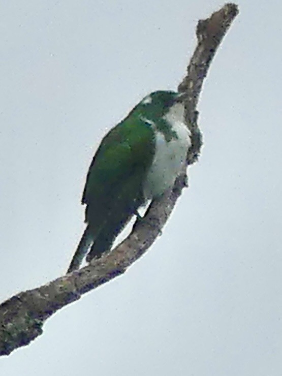 kukačka Klaasova - ML646403718