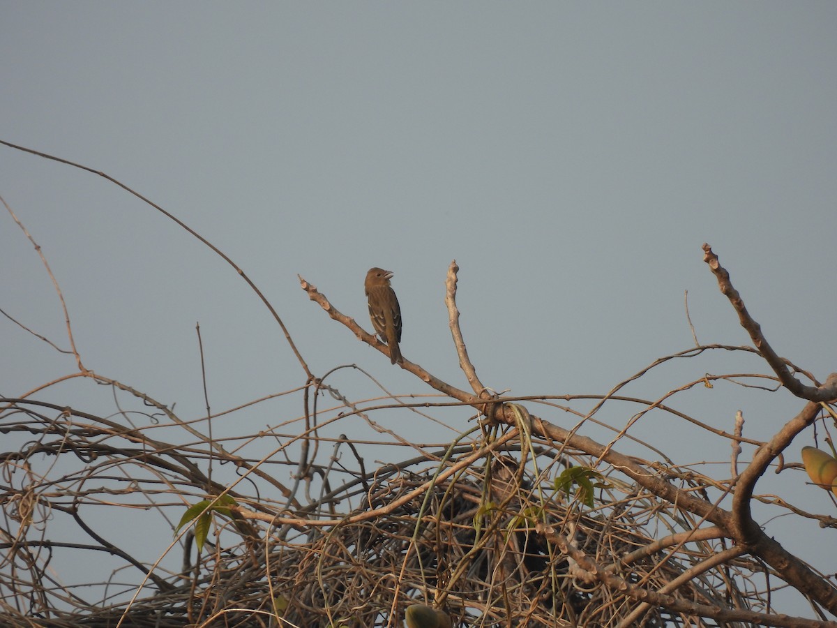 Common Rosefinch - ML646403720