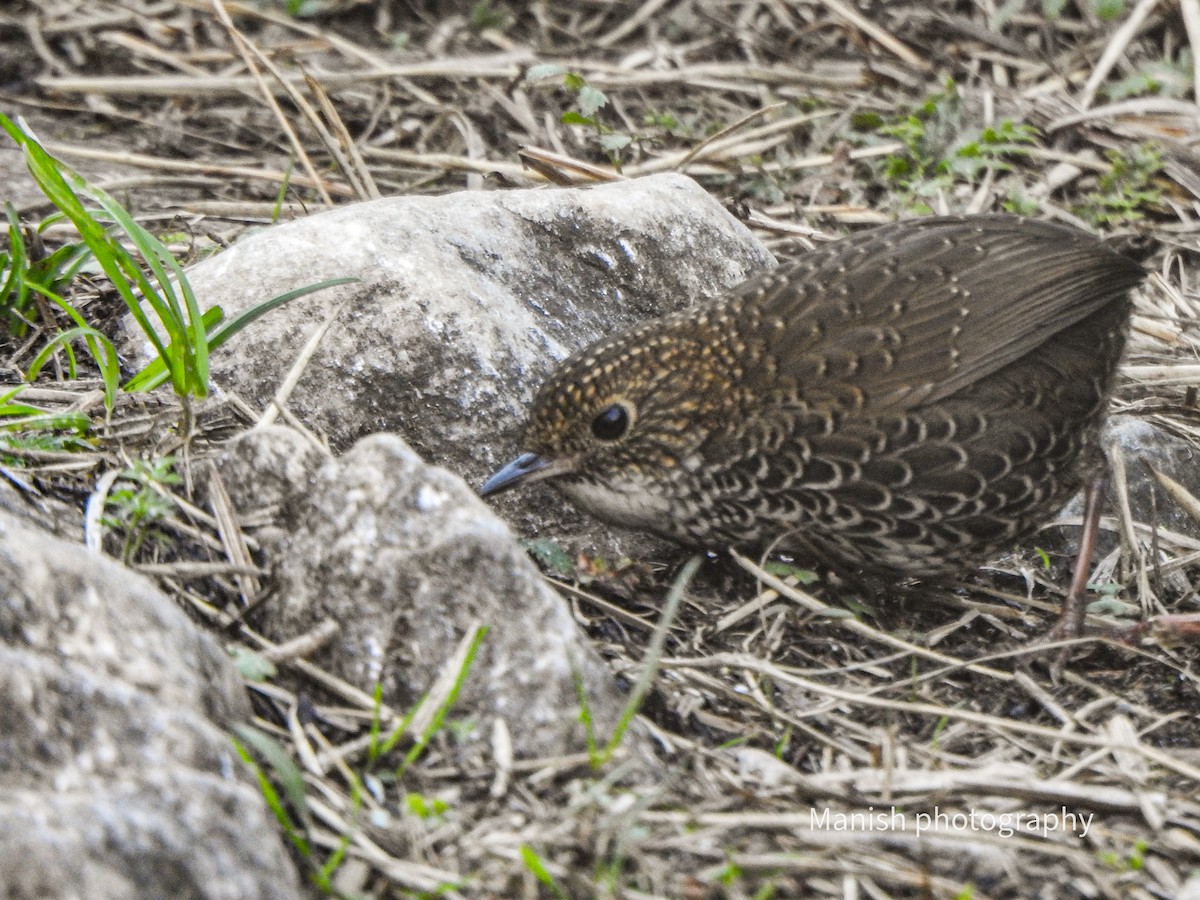 Microure à ventre blanc - ML646403721