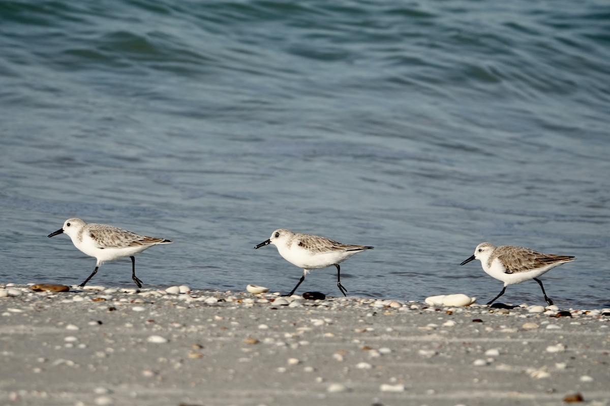 Песчанка - ML646403725