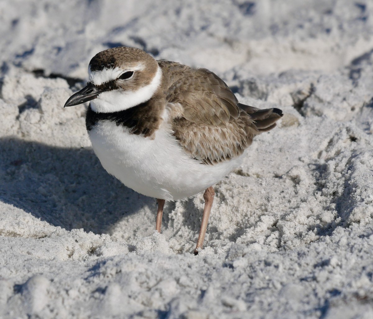 Wilson's Plover - ML646403729
