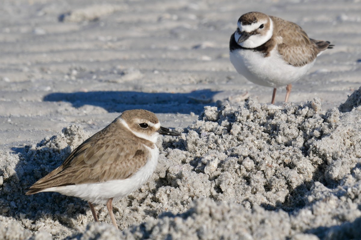 Wilson's Plover - ML646403730