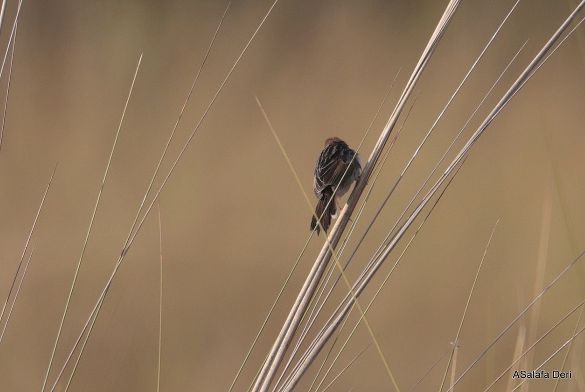Levaillant's Cisticola - ML646403731