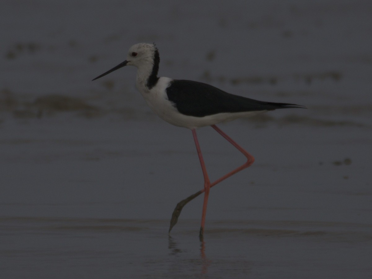 Pied Stilt - ML646403732