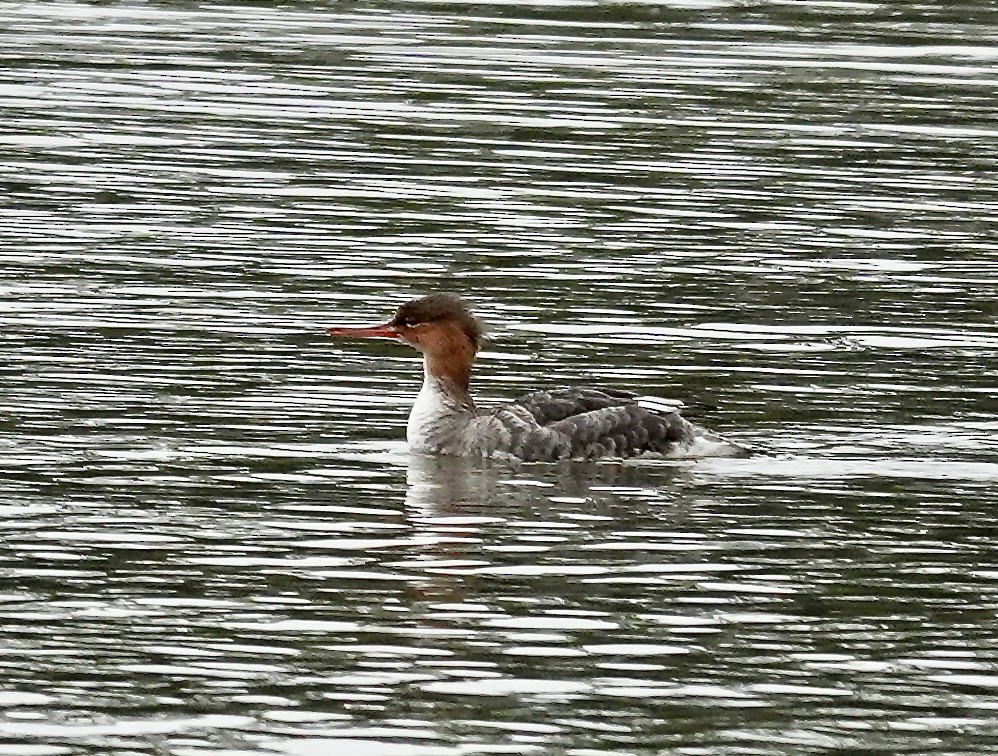 Red-breasted Merganser - ML646403733