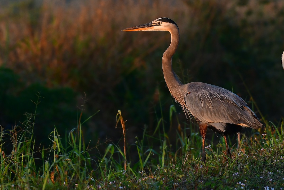 Great Blue Heron - ML646403734
