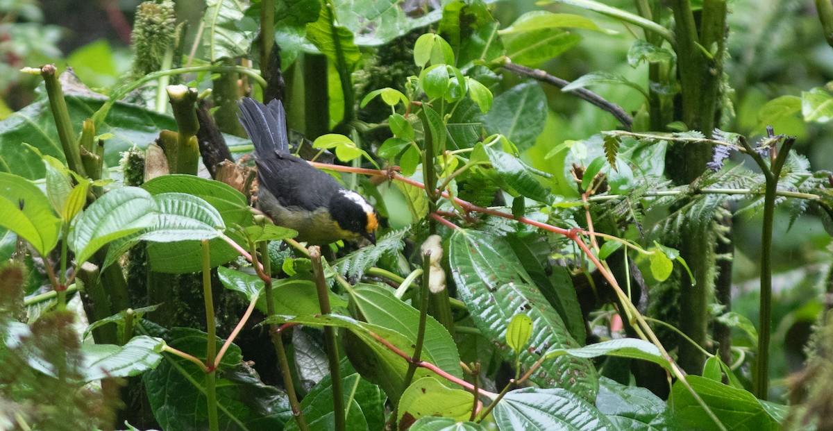 Pale-naped Brushfinch - ML646403735