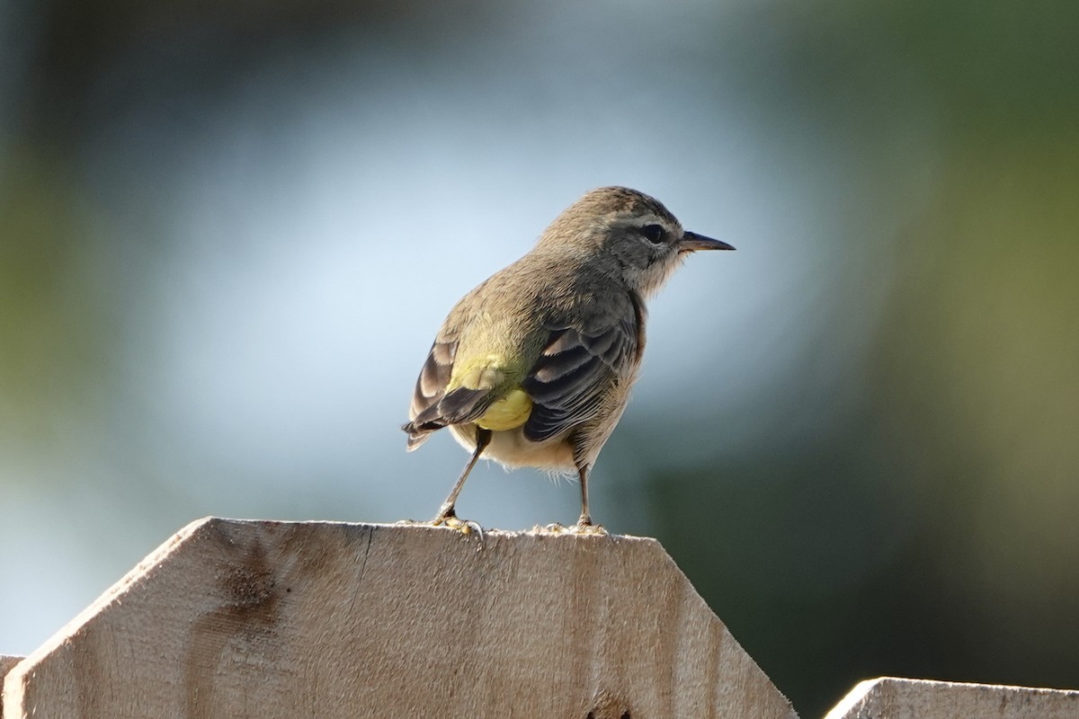 Palm Warbler - ML646403736
