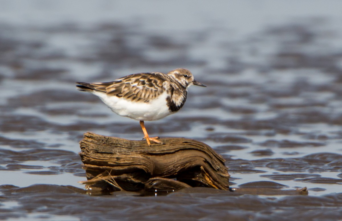 Ruddy Turnstone - ML646403737
