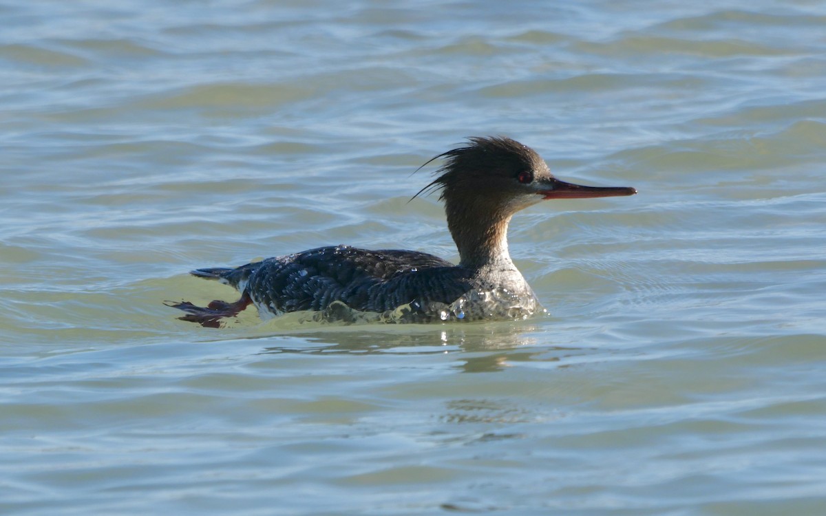 Red-breasted Merganser - ML646403738