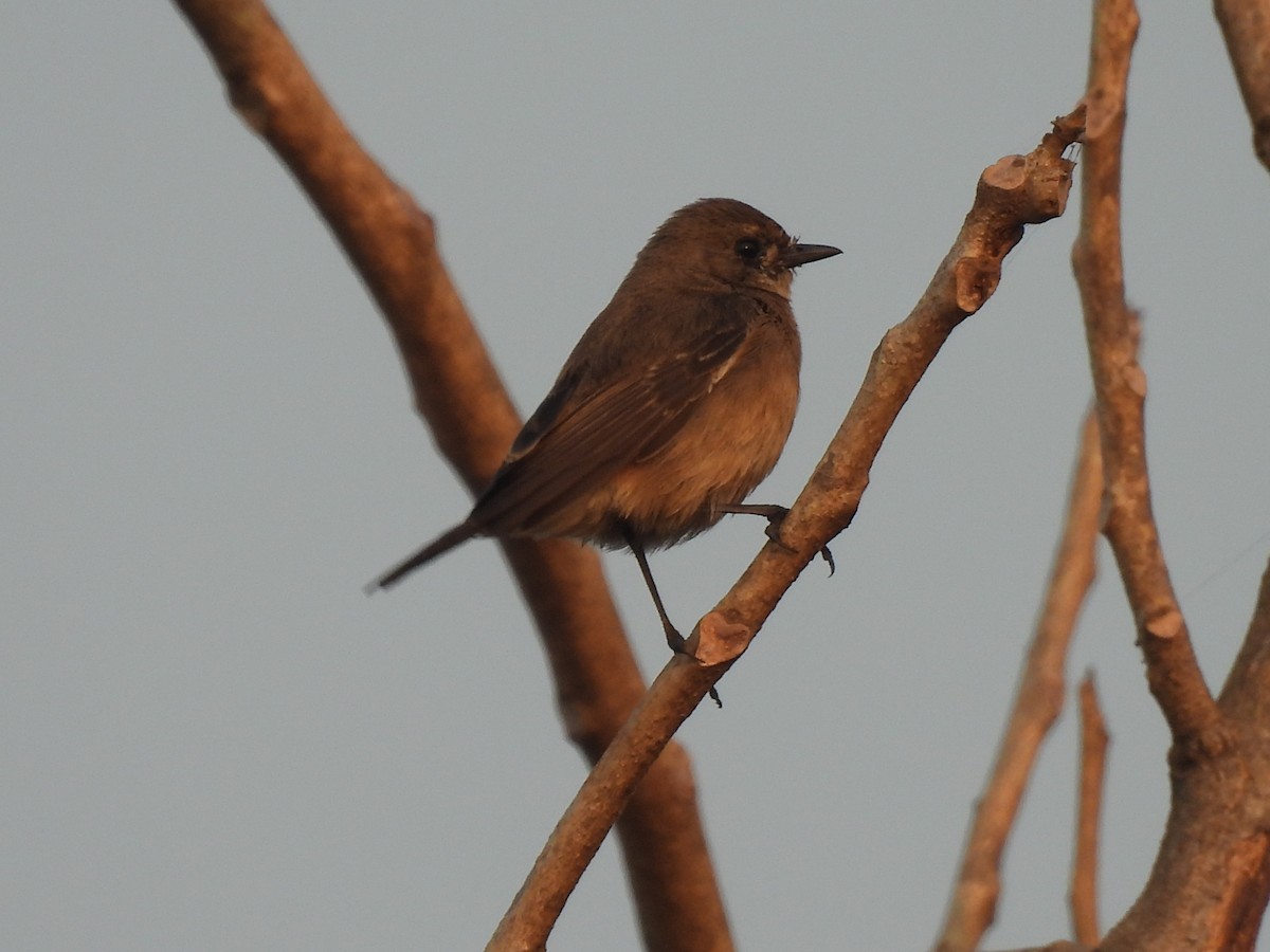 Pied Bushchat - ML646403739