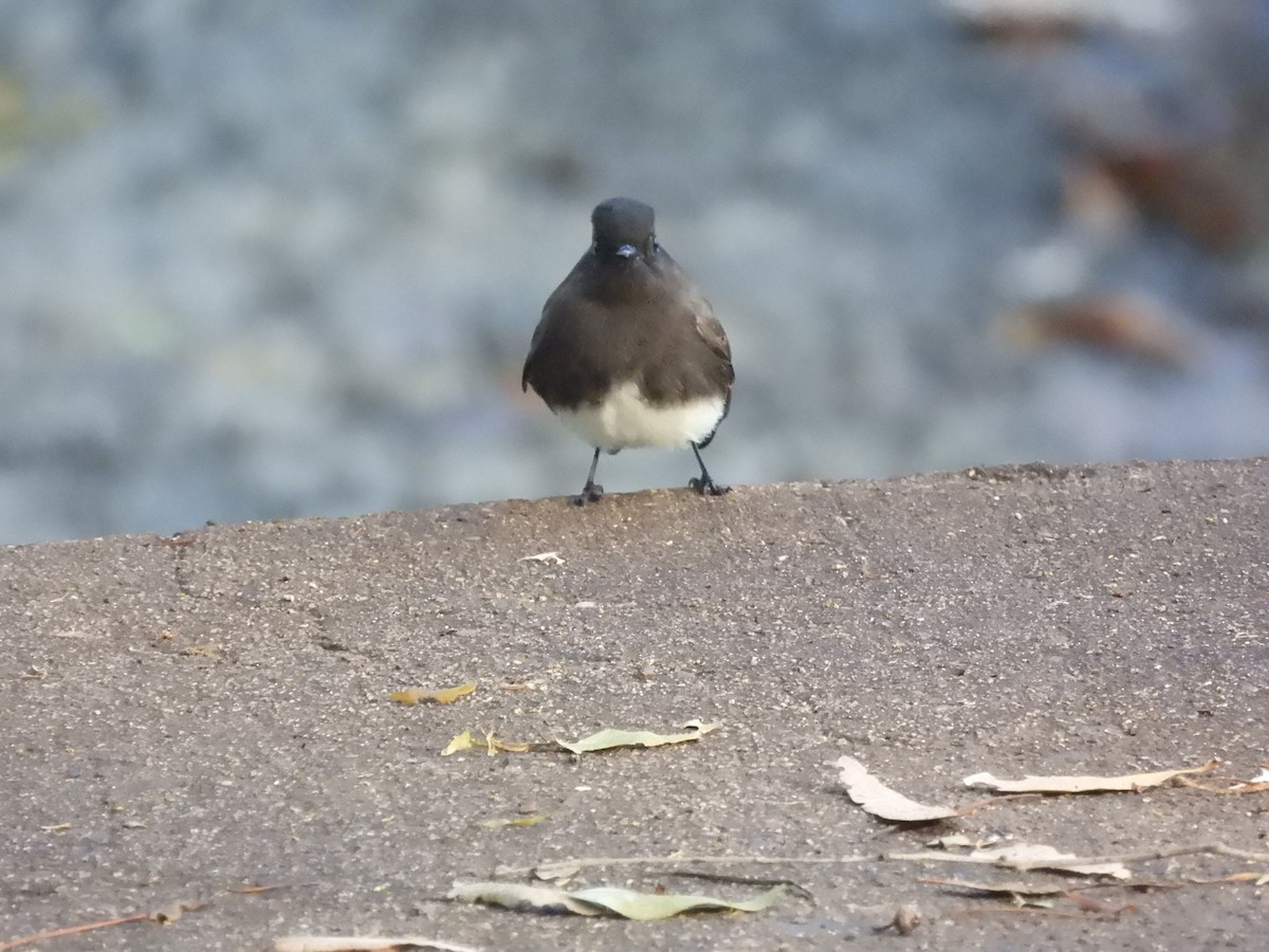 Black Phoebe - ML646403740