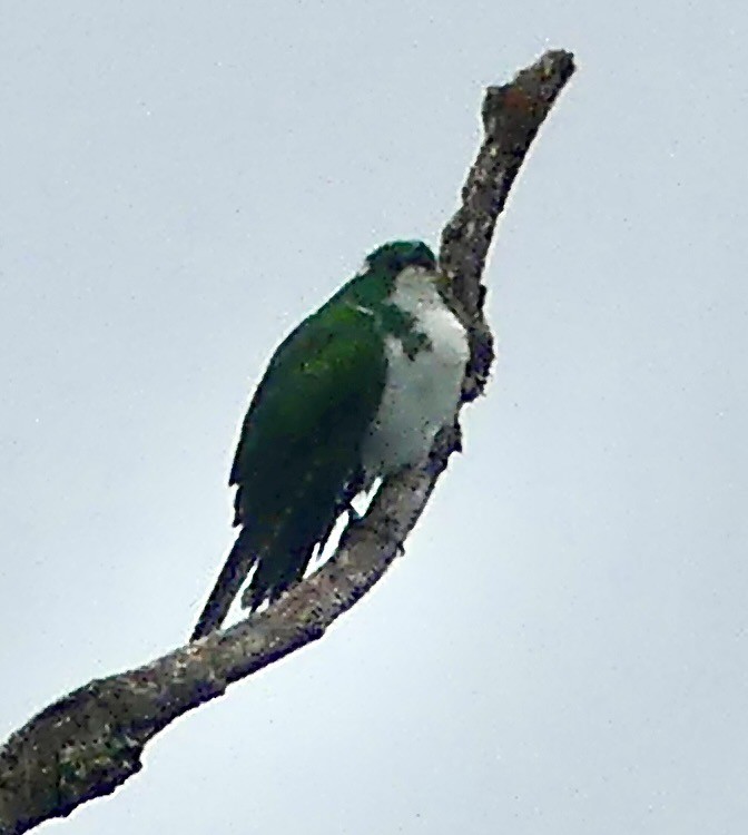 Klaas's Cuckoo - ML646403741