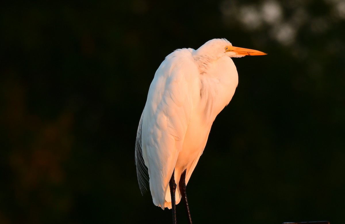 Great Egret - ML646403742