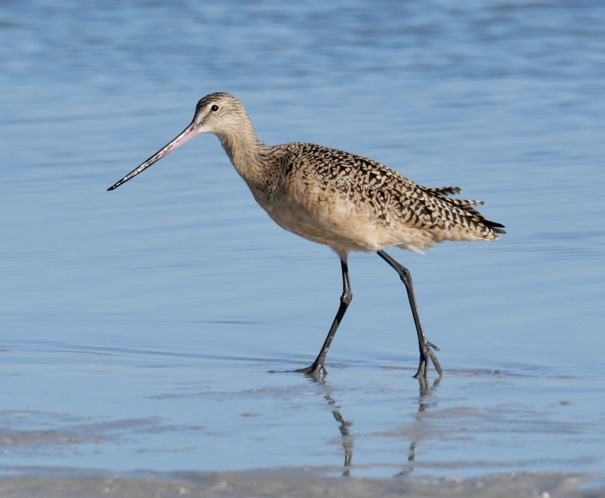 Marbled Godwit - ML646403743