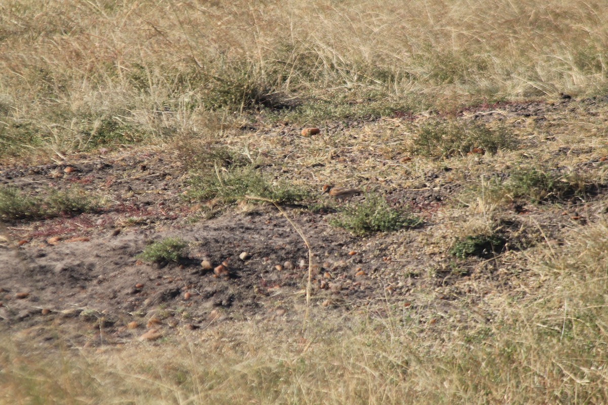 Red-capped Lark - ML646403744